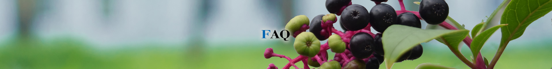 FAQ